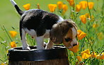 比格犬