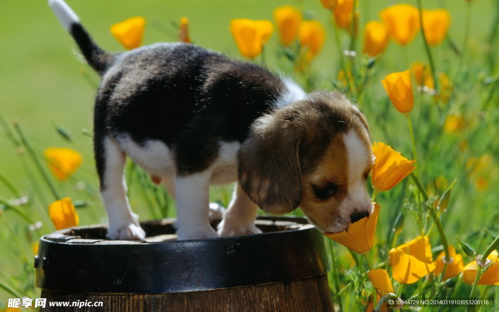 比格犬