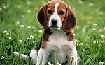 比格犬