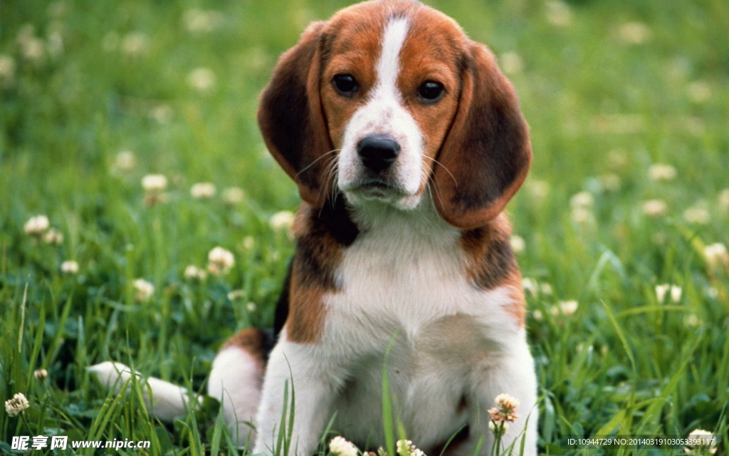 比格犬