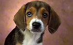 比格犬