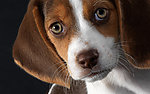 比格犬