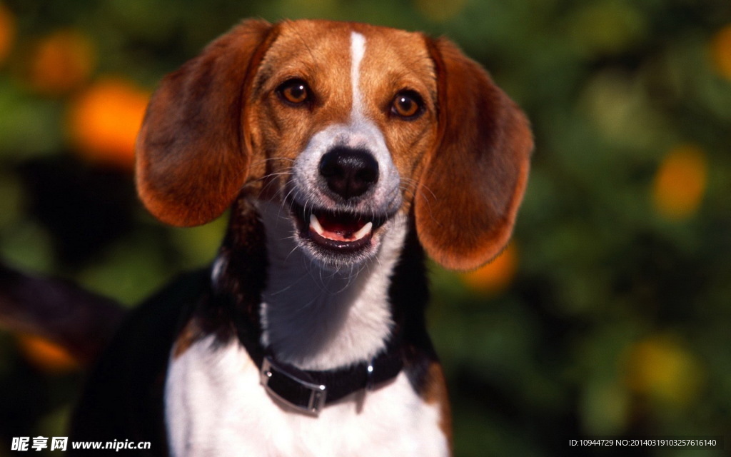比格犬