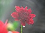 芍药花