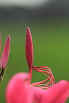 花蕊