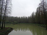 水杉