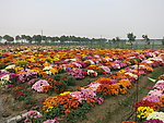 花田