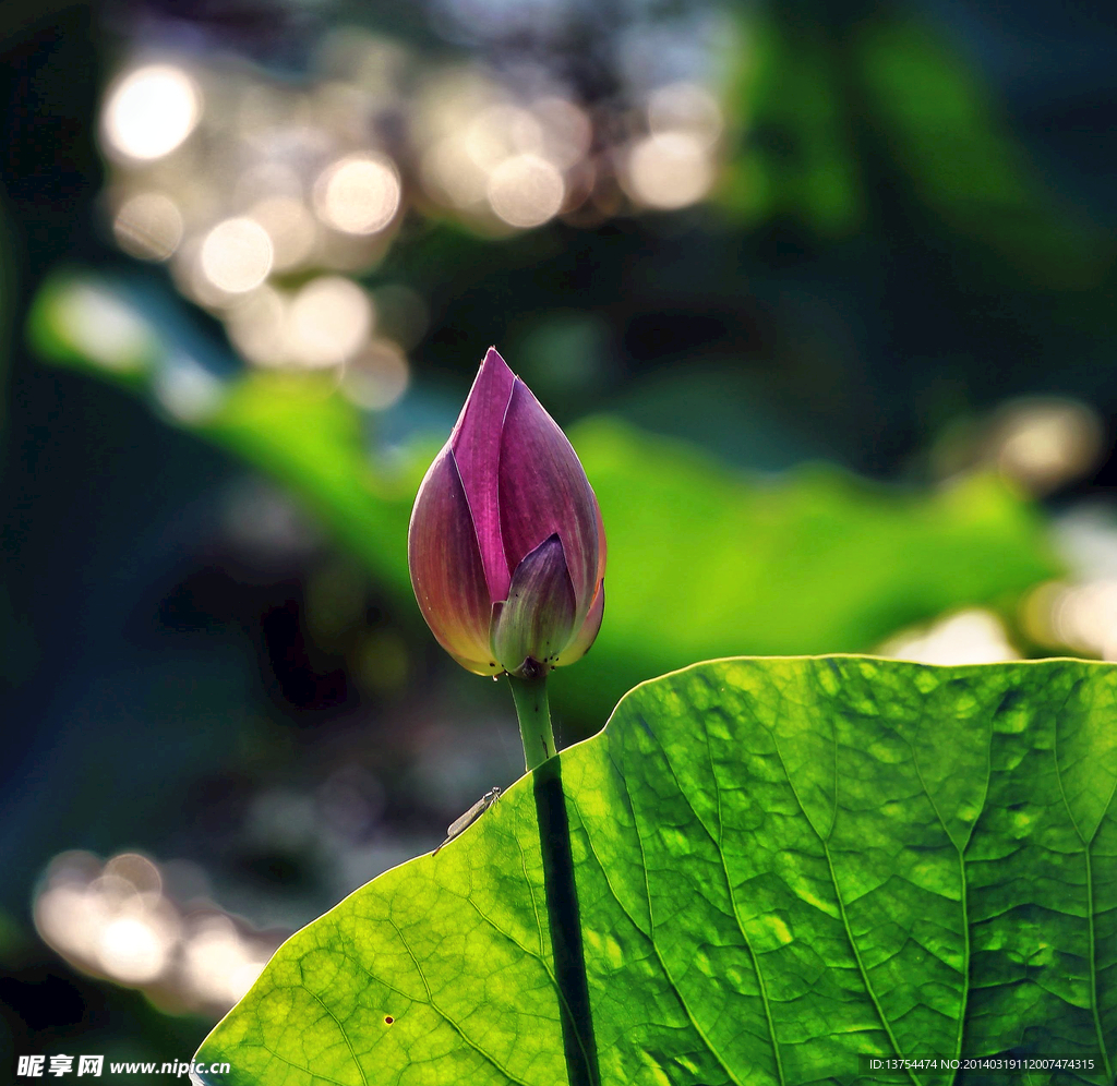 花蕾