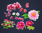 牡丹花