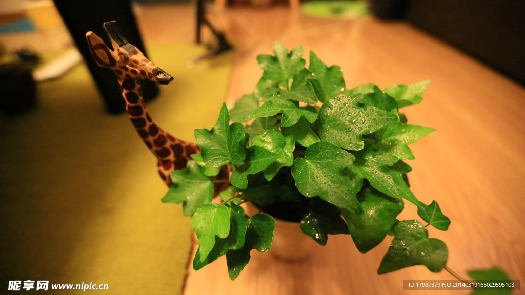 室内植物