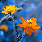 小花