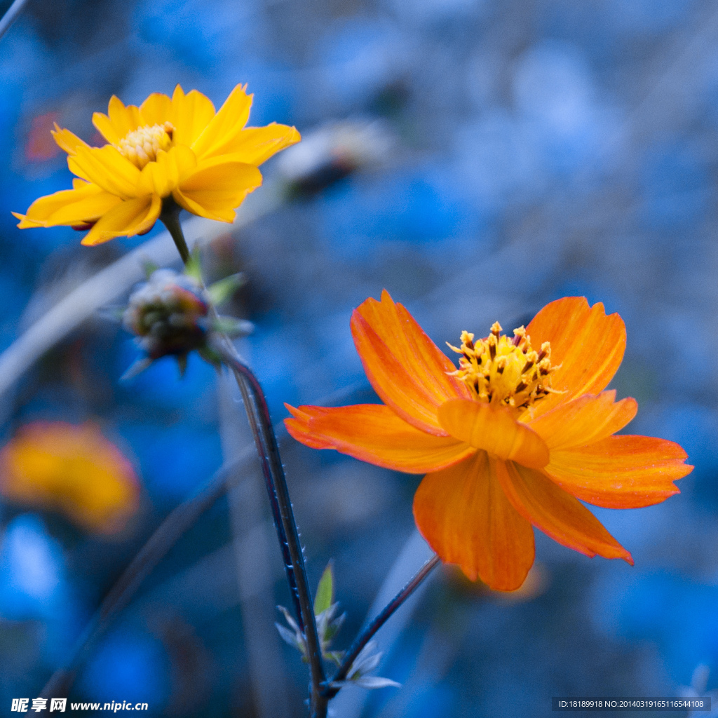 小花