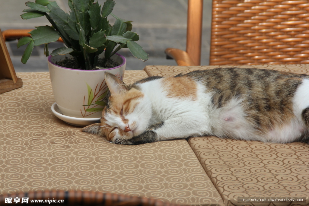 三花猫咪