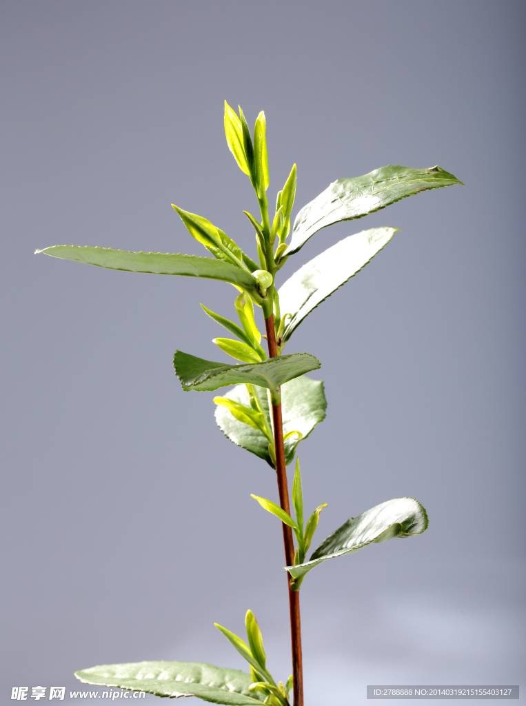 龙井茶 茶叶 嫩芽