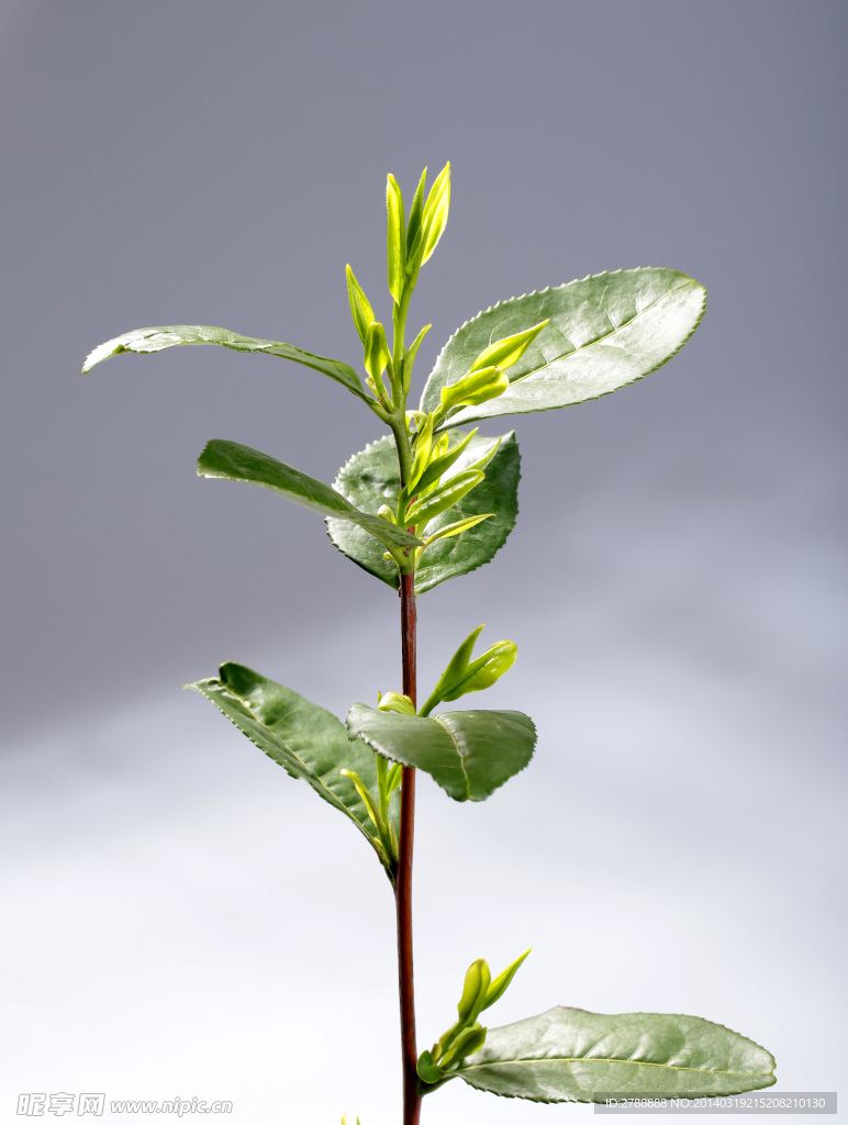 龙井茶 茶叶 嫩芽