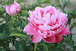 牡丹 芙蓉牡丹