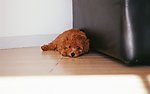 泰迪