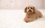 泰迪