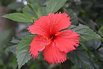 花 花素材