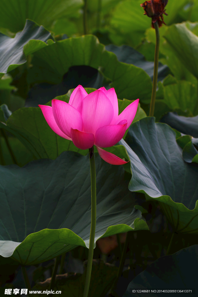 荷花