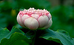 莲花座