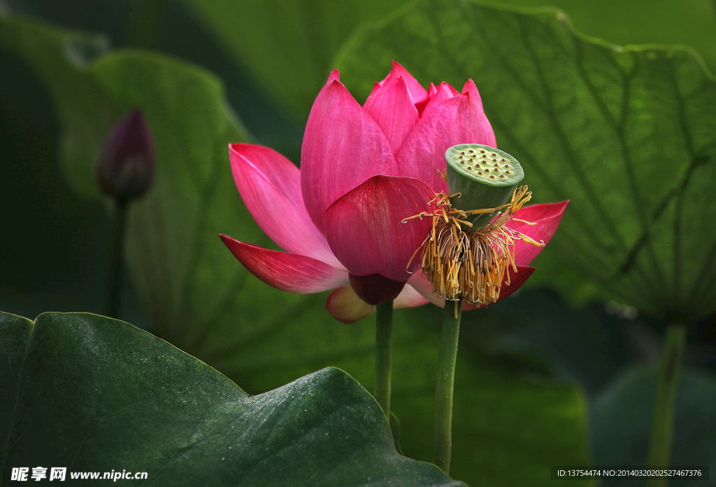 鲜花莲蓬