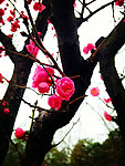梅花