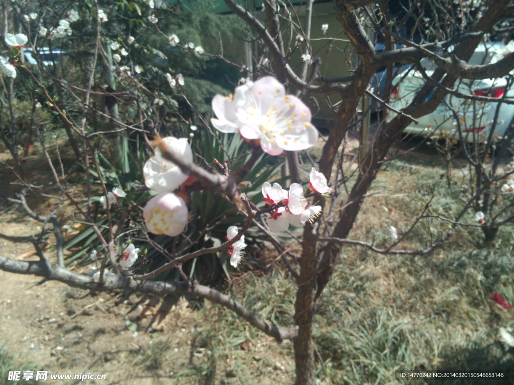 从中的花朵