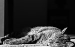 熟睡中的猫