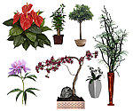 花卉植物素材