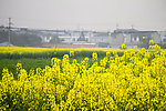 菜花