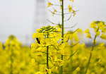 菜花 蜜蜂