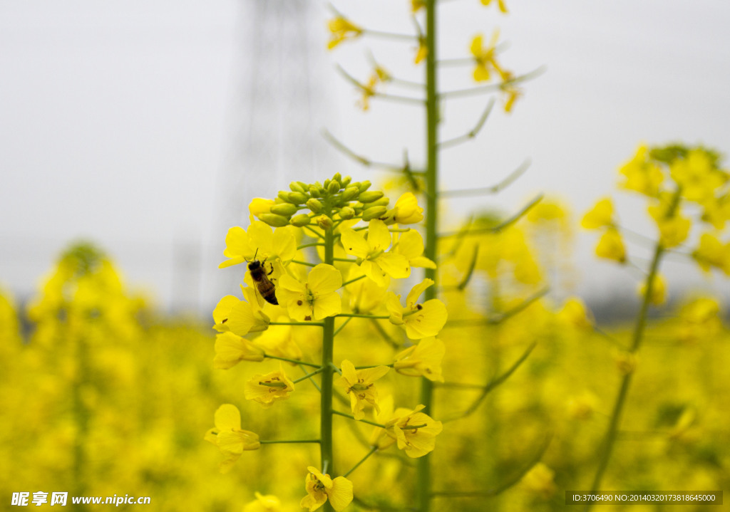 菜花 蜜蜂