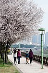 一树樱花