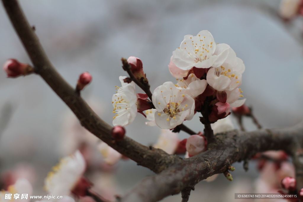 梅花