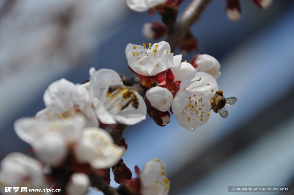 蜜蜂采蜜