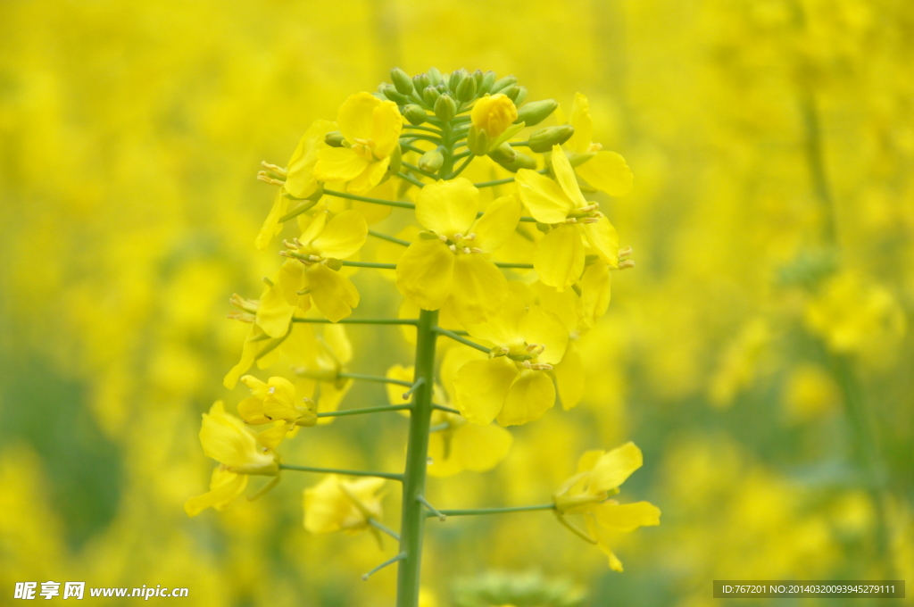 油菜花