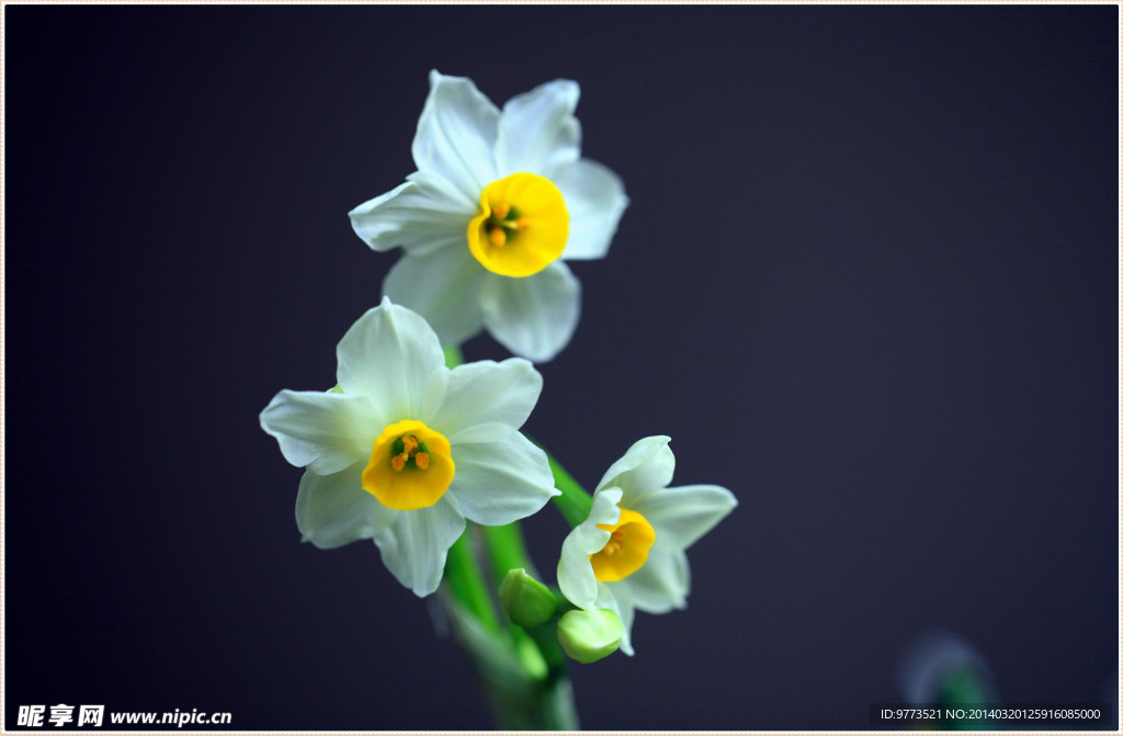 水仙花