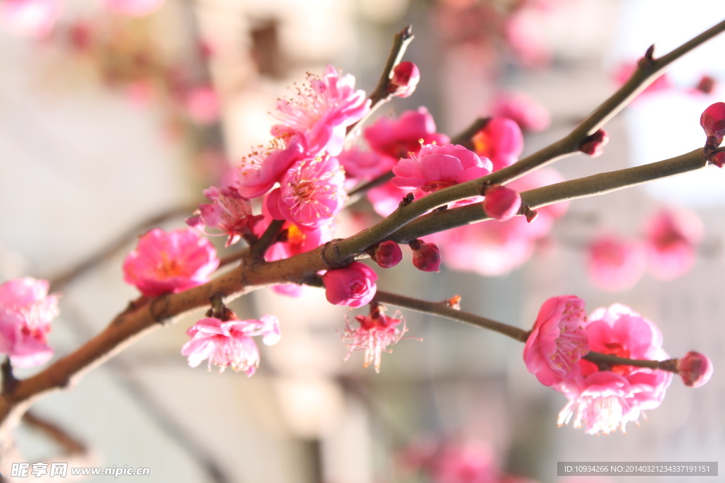 梅花