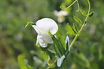 豌豆花