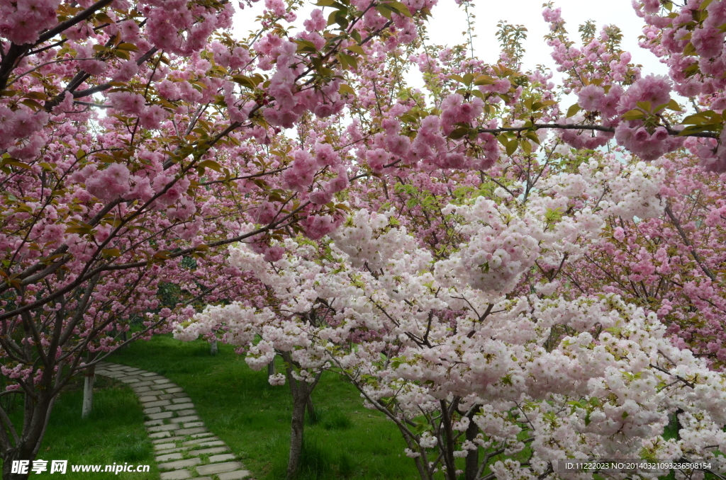 灿烂樱花