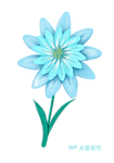 雪绒花