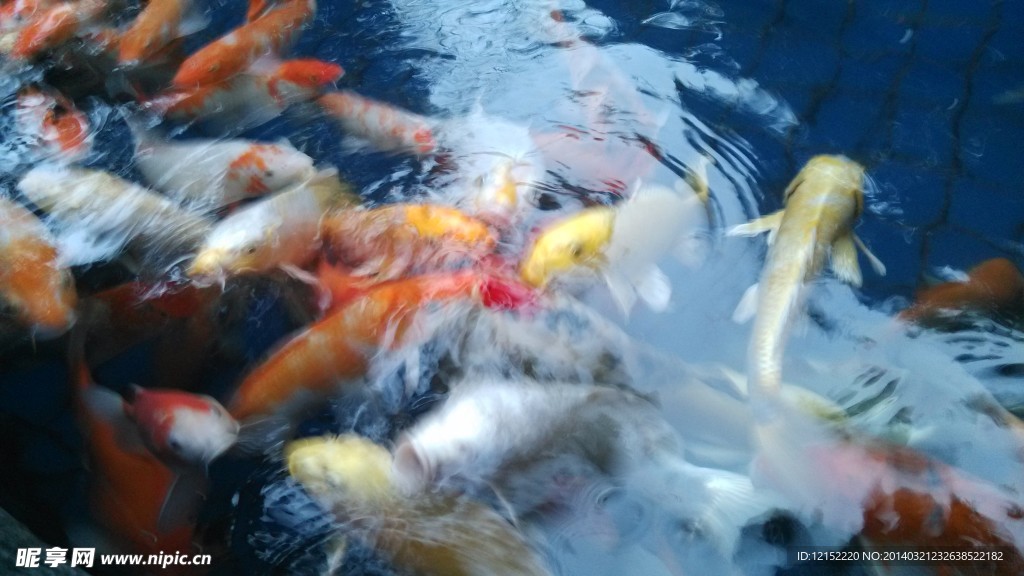 锦鲤 鱼