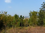 乡村景色