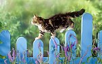 走栅栏的猫