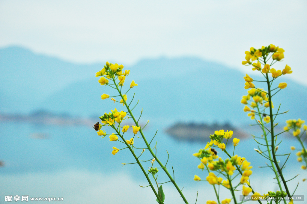 油菜花