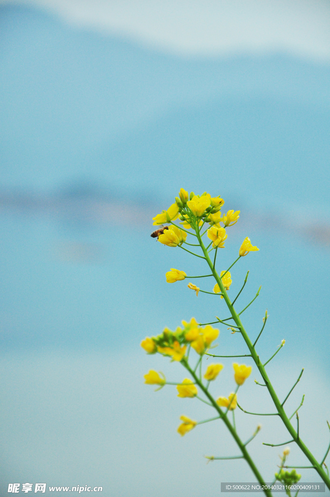 油菜花