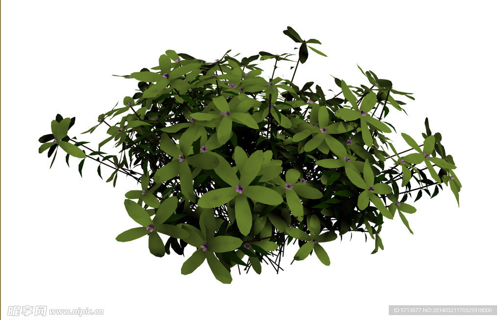 植物模型