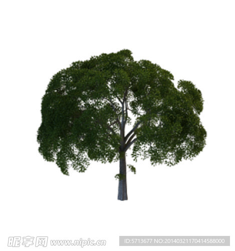 植物模型
