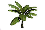 植物模型